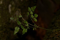 Jasminum singuliflorum