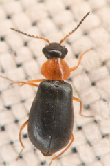 Hypebaeus bicolor