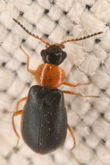 Hypebaeus bicolor