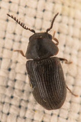 Xyletinus