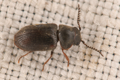 Xyletinus