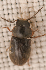 Xyletinus