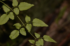 Jasminum singuliflorum
