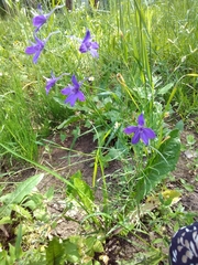 Delphinium consolida