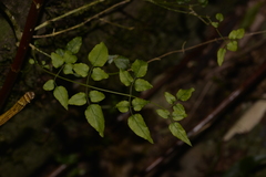 Jasminum singuliflorum