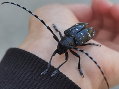 Anoplophora chinensis