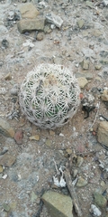 Coryphantha echinoidea