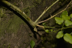 Jasminum singuliflorum