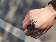 Anoplophora chinensis