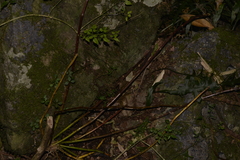 Dendrobium gracilicaule