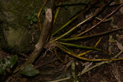 Dendrobium gracilicaule