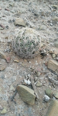 Coryphantha echinoidea