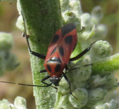 Calocoris nemoralis
