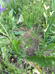 Delphinium consolida