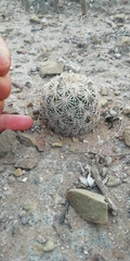 Coryphantha echinoidea