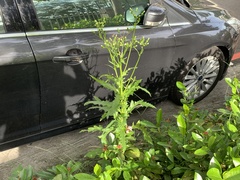 Erechtites hieraciifolius hieraciifolius