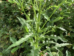 Erechtites hieraciifolius hieraciifolius