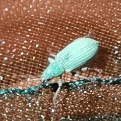 Polydrusus impressifrons