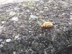 Mimela testaceoviridis