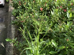 Erechtites hieraciifolius hieraciifolius