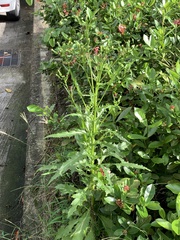 Erechtites hieraciifolius hieraciifolius