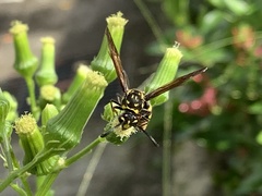 Erechtites hieraciifolius hieraciifolius