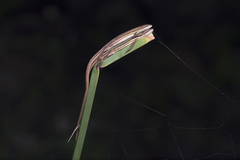 Takydromus viridipunctatus