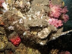 Porophryne
