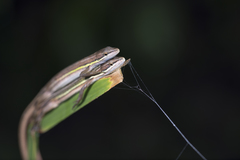 Takydromus viridipunctatus