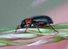 Collops tricolor