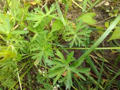 Geranium dissectum