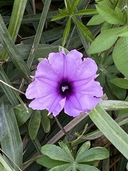 Ipomoea cairica