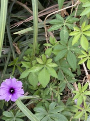Ipomoea cairica
