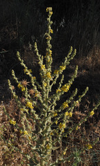 Verbascum sinaiticum