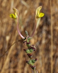 Scutellaria tomentosa