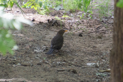 Turdus merula