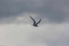 Sterna hirundo