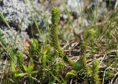 Huperzia appressa