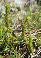 Huperzia appressa