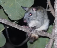 Mesembriomys gouldii