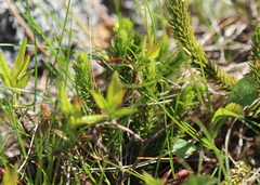Huperzia appressa