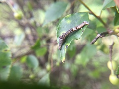 Plesiomorpha flaviceps