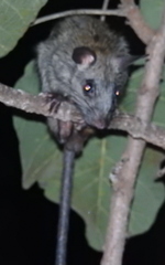 Mesembriomys gouldii