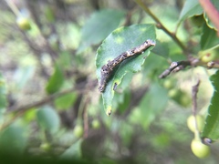 Plesiomorpha flaviceps