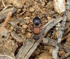 Ephutomorpha dorsigera