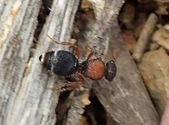 Ephutomorpha dorsigera