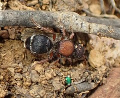 Ephutomorpha dorsigera