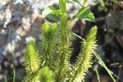 Huperzia appressa