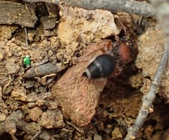 Ephutomorpha dorsigera