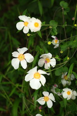 Eriocapitella vitifolia